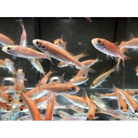 Arany jász orfen (Gold orfen) 8-10 cm