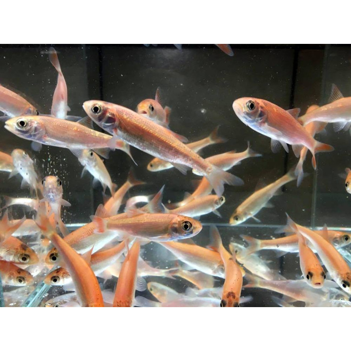 Arany jász orfen (Gold orfen) 8-10 cm