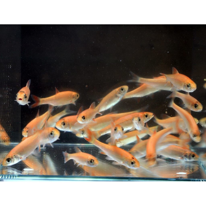 Arany jász orfen (Gold orfen) 8-10 cm