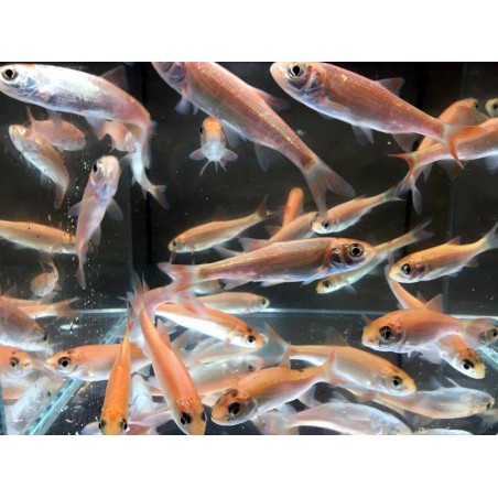 Arany jász orfen (Gold orfen) 8-10 cm