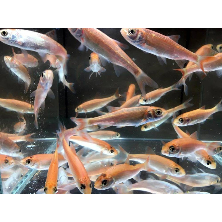 Arany jász orfen (Gold orfen) 8-10 cm
