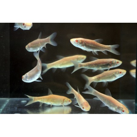 Arany amur 9-12cm