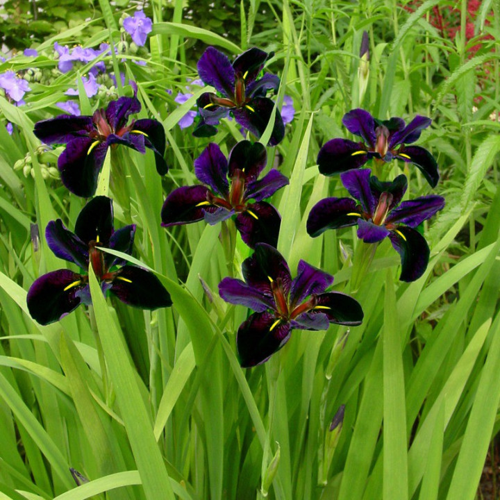 Iris lousiana (Black Gamecock)