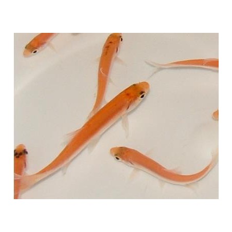 Arany jász orfen (Gold orfen) 8-10 cm