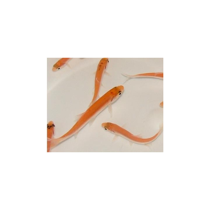Arany jász orfen (Gold orfen) 8-10 cm