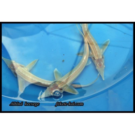 Albínó Kecsege (Acipenser Ruthenus) 40-50 cm