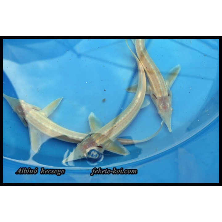 Albínó Kecsege (Acipenser Ruthenus) 40-50 cm