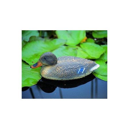 Úszó vadkacsa nőstény 40 cm élethű madár figura (csalimadár)