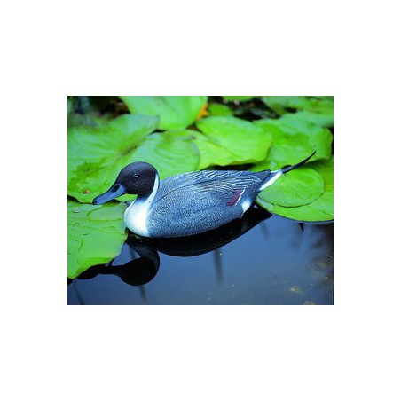 Úszó nyílfarkú réce hím, 48 cm - Élethű madár figura - csalimadár