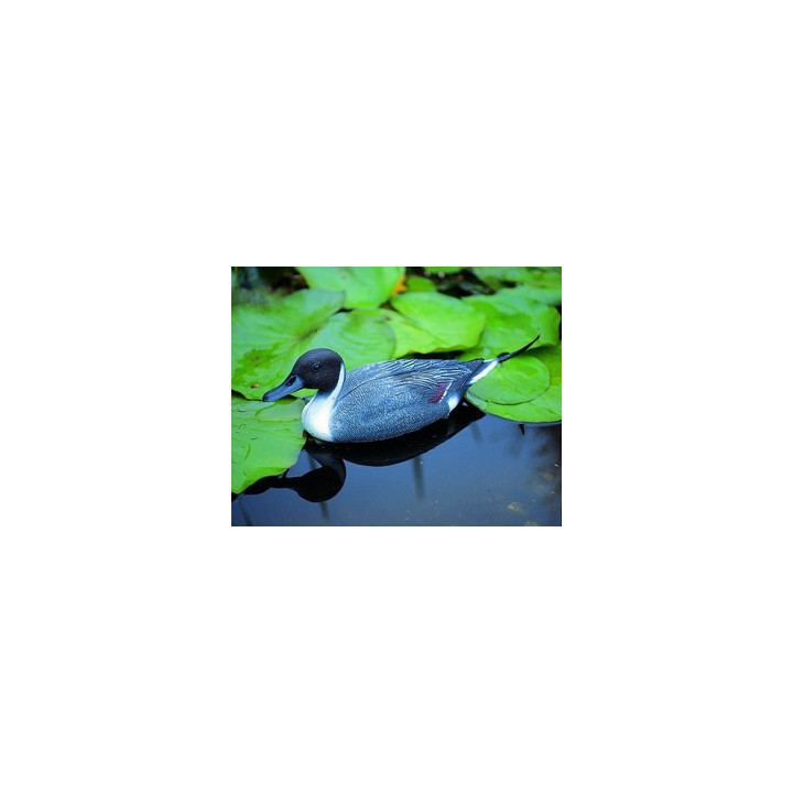 Úszó nyílfarkú réce hím, 48 cm - Élethű madár figura - csalimadár