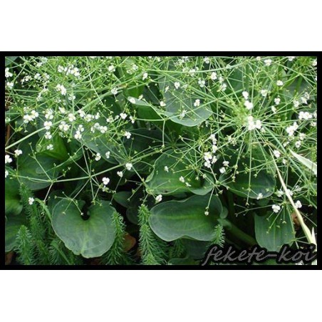 Alisma parviflora - Kereklevelű hídőr