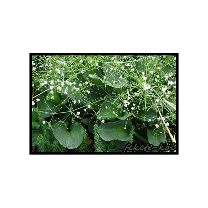 Alisma parviflora - Kereklevelű hídőr