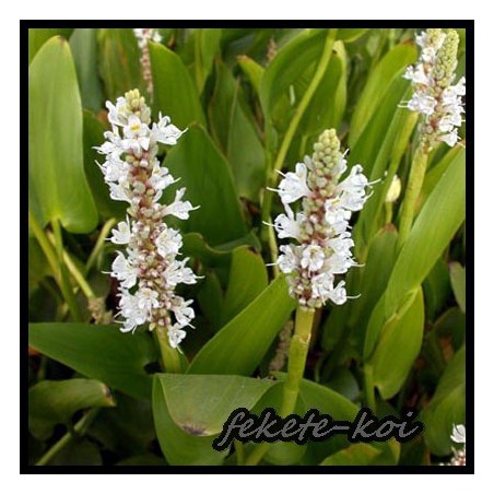 Pontederia cordata alba - Fehér tömött sellővirág (022)