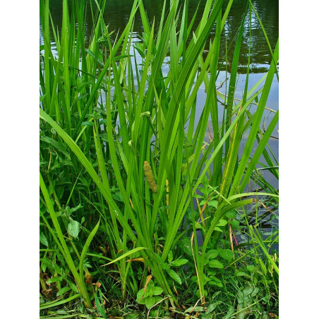 Acorus calamus- Kálmos