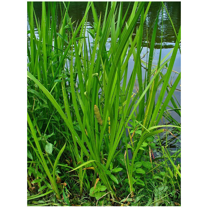 Acorus calamus- Kálmos