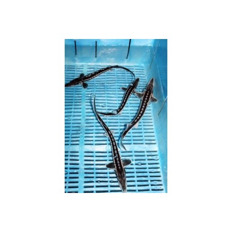 Aligátor tok 40-50cm