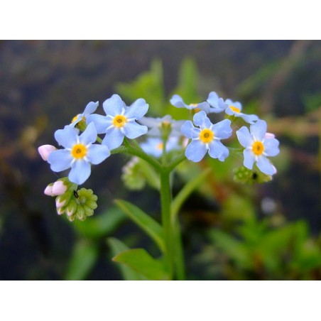 Myosotis palustris- Kék nefelejcs