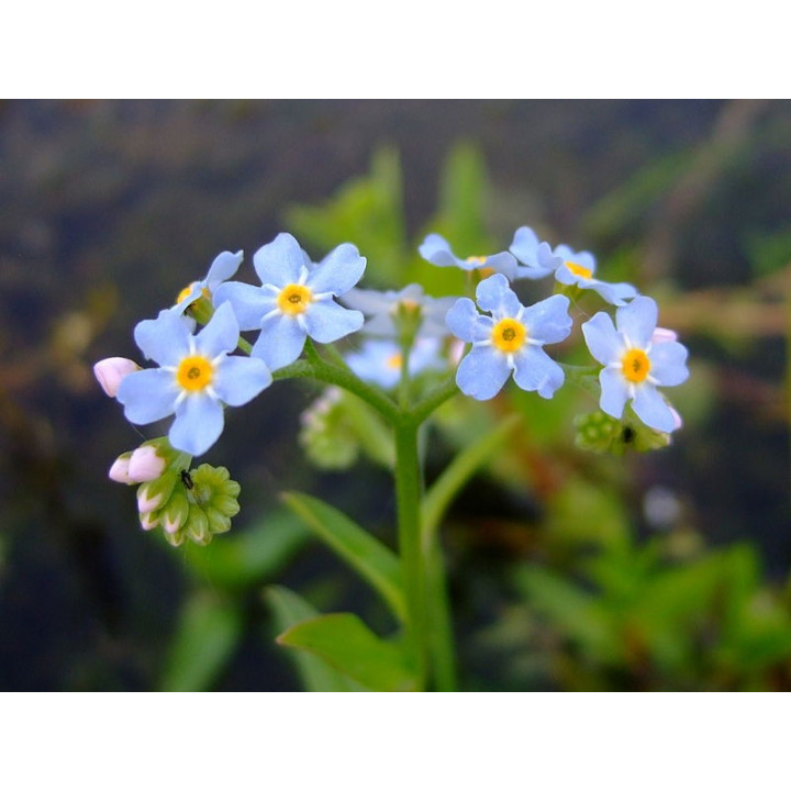 Myosotis palustris- Kék nefelejcs
