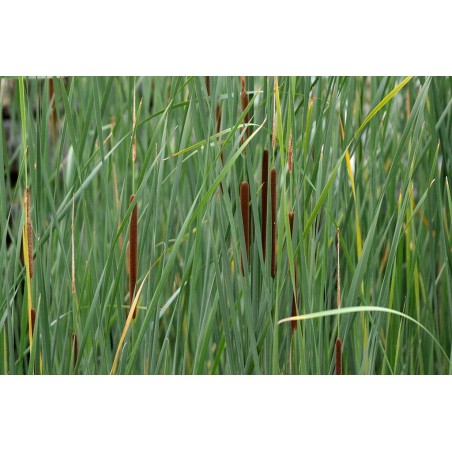 Typha angustifolia - Keskeny levelű gyékény