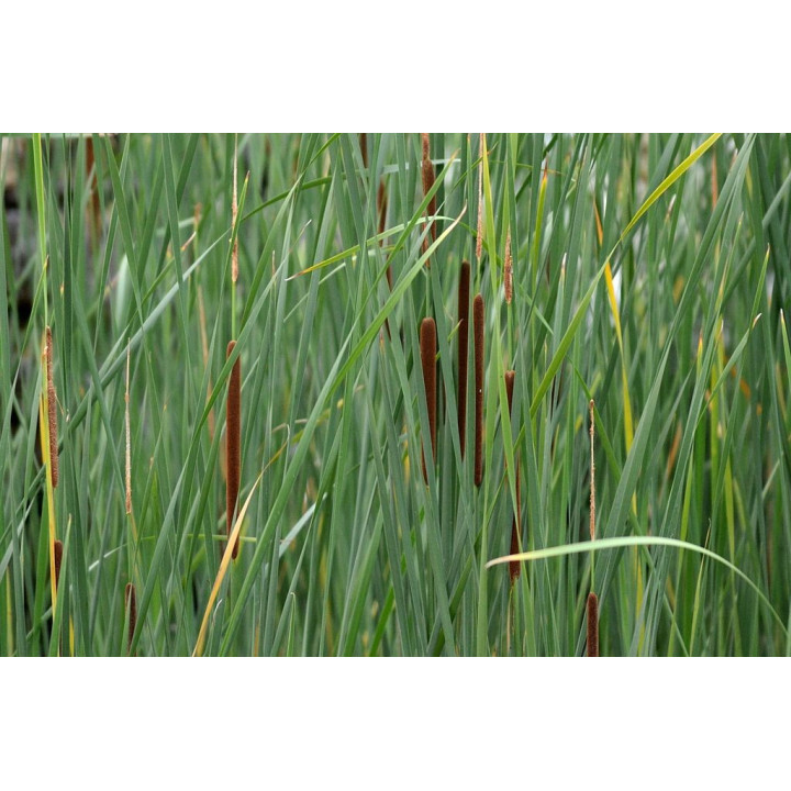 Typha angustifolia - Keskeny levelű gyékény