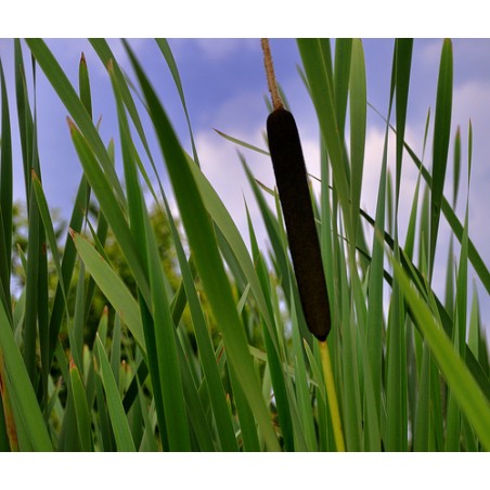 Typha latifolia - Széles levelű gyékény