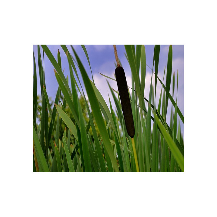 Typha latifolia - Széles levelű gyékény
