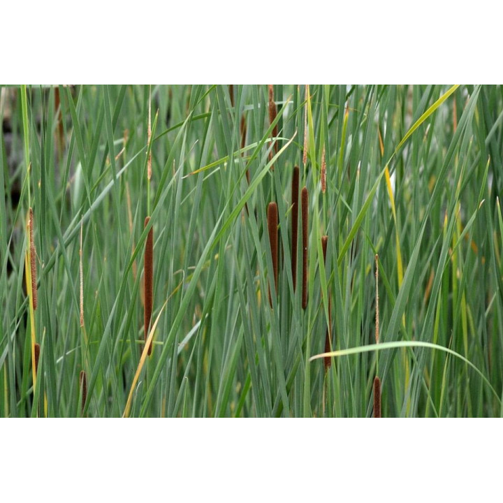 Typha latifolia - Széles levelű gyékény