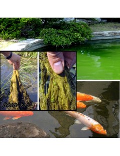 Bio algex fonalas algairtó és tófertőtlenítő 0,5Kg (25 m3 vízhez)