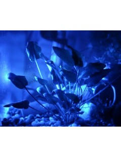 Akváriumi fénycső  PL 2G11 18W - Marine Blue