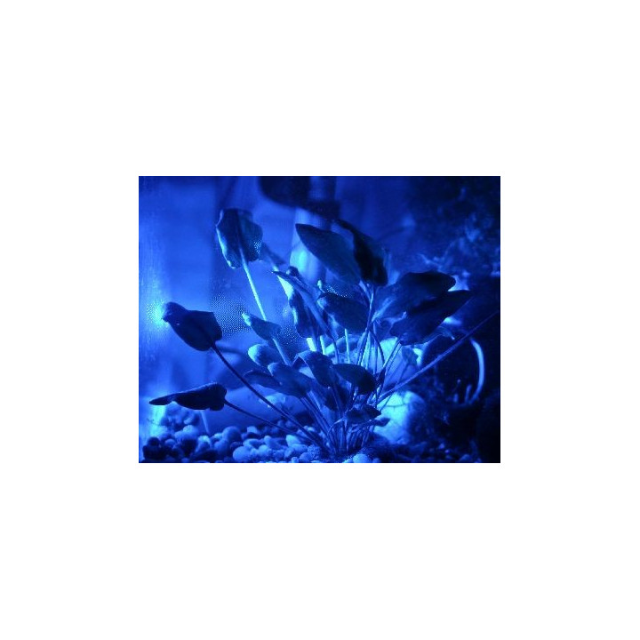 Akváriumi fénycső  PL 2G11 18W - Marine Blue