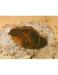 Tavi kagyló 10-14 cm