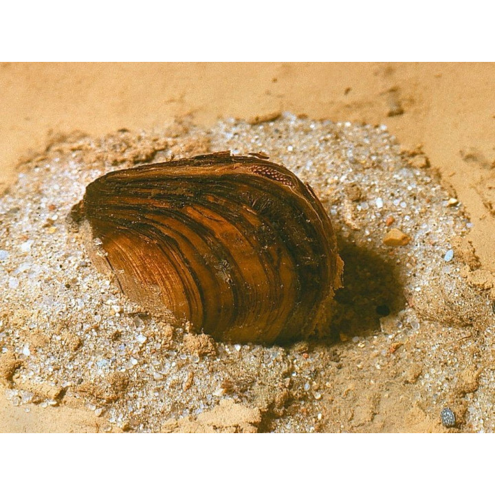 Tavi kagyló 10-14 cm