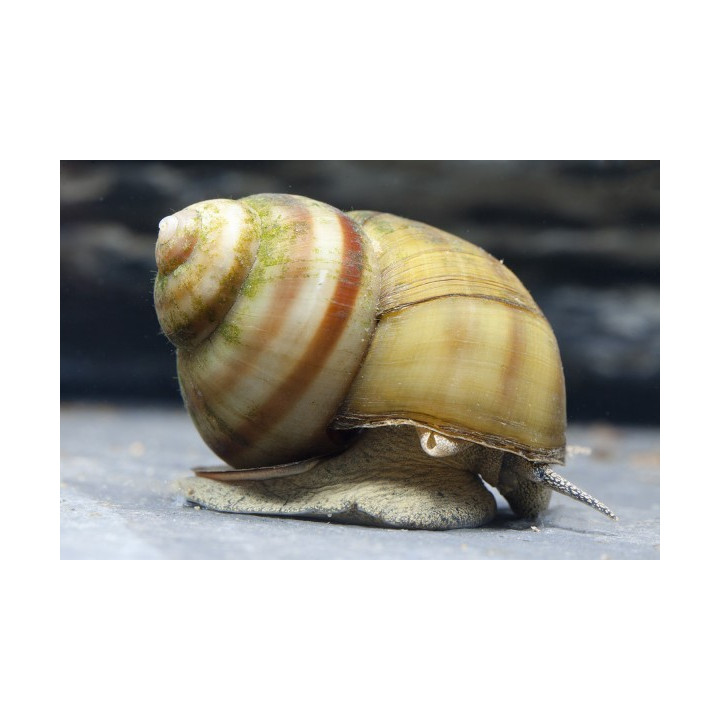 Vivipara algaevő vízi csiga