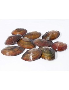 Tavi kagyló 7-10 cm