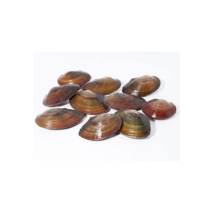 Tavi kagyló 14-20 cm