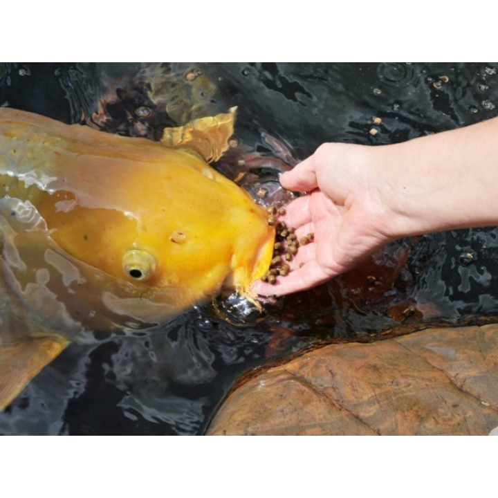 Koi Gulden 500 g ( kézhez szoktató haltáp)