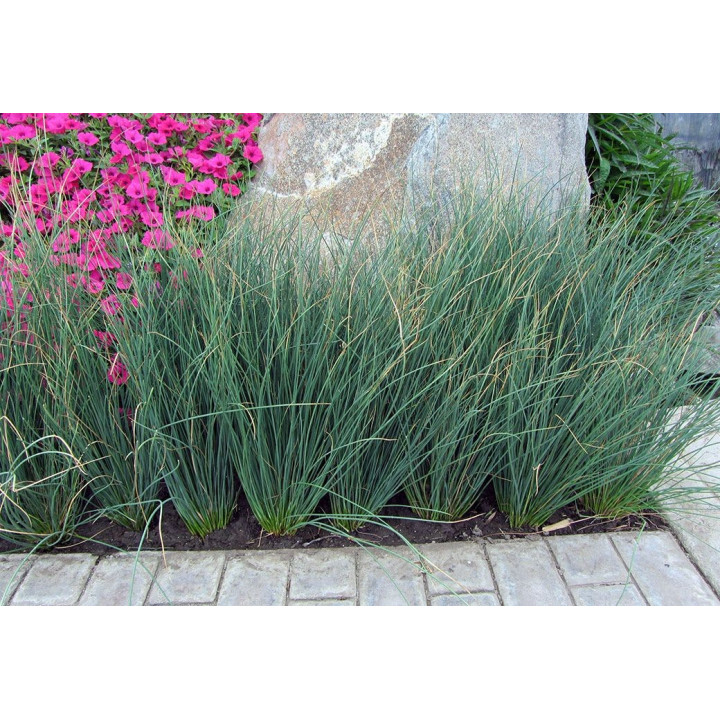 Juncus inflexus 'blue arrows' (Kék Juncus)
