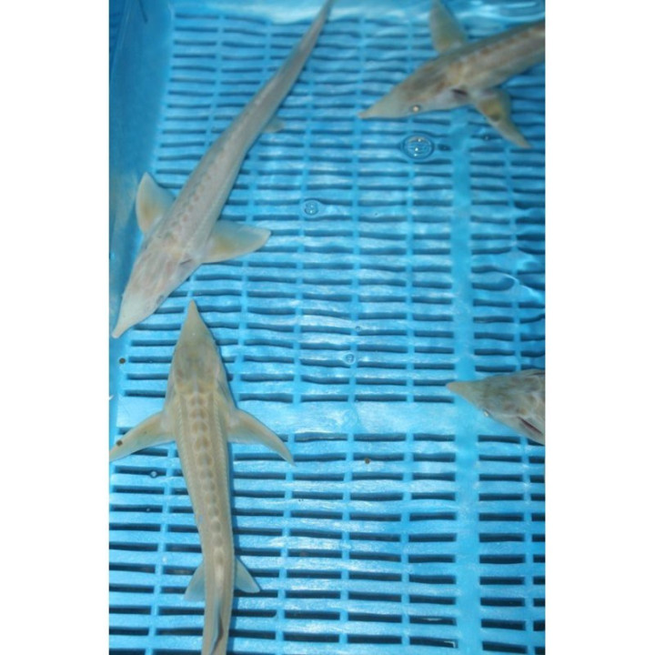 Albínó Kecsege (Acipenser Ruthenus) 21-25cm