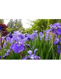 Íris versicolor - Apró virágú írisz