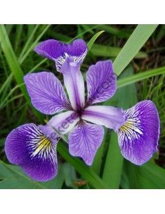 Íris versicolor - Apró virágú írisz