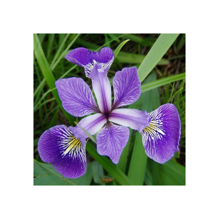 Íris versicolor - Apró virágú írisz