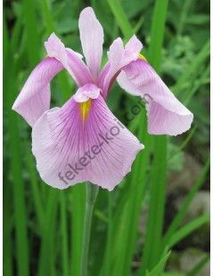 Iris laevigata rose queen - Japán írisz