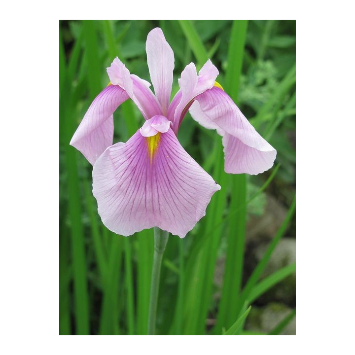 Iris laevigata rose queen - Japán írisz