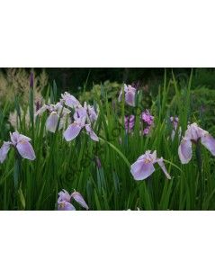 Iris laevigata rose queen - Japán írisz