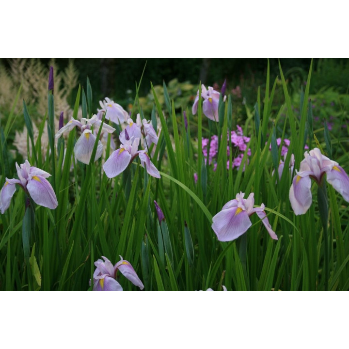 Iris laevigata rose queen - Japán írisz