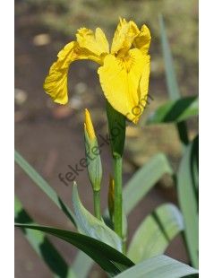 Iris pseudacorus - Mocsári nőszirom