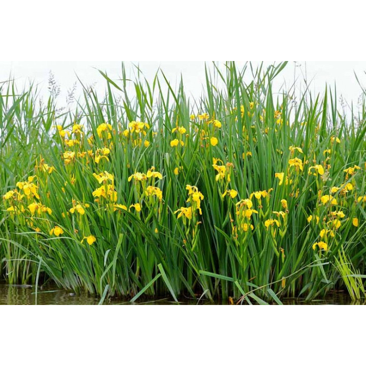 Iris pseudacorus - Mocsári nőszirom