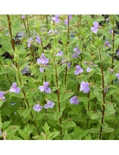 Mimulus ringens - Kék bohócvirág