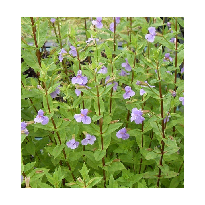 Mimulus ringens - Kék bohócvirág