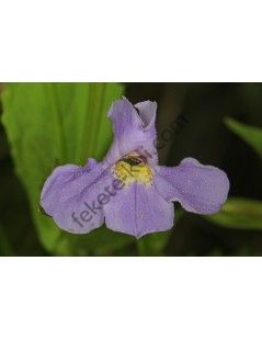 Mimulus ringens - Kék bohócvirág